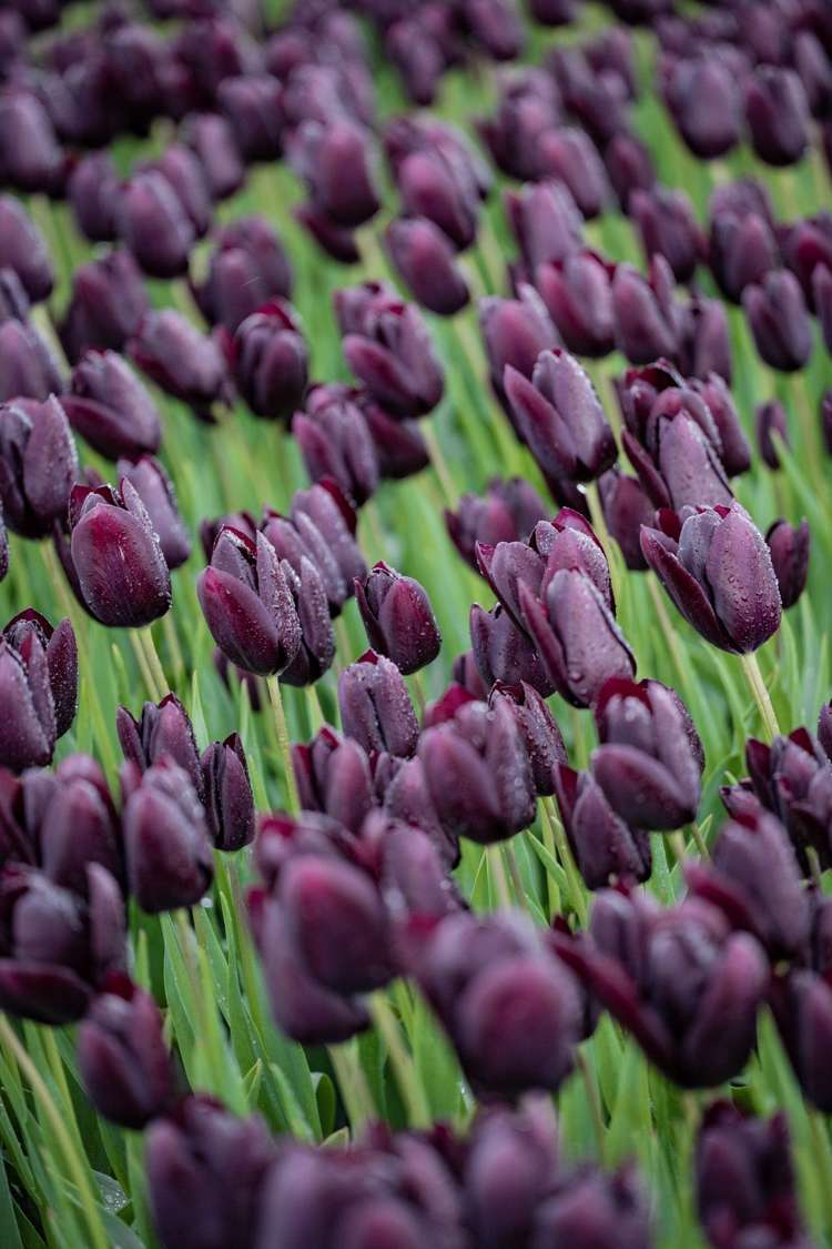 Tulpe 'Queen of Night'